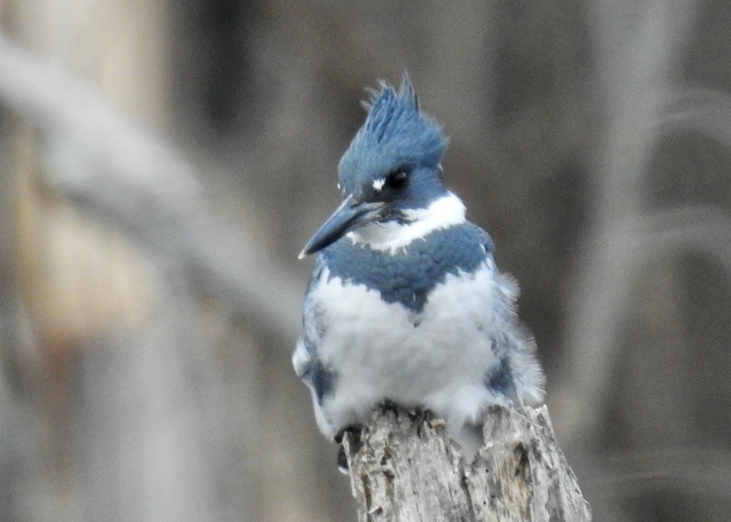 Belted Kingfisher - ML615650419