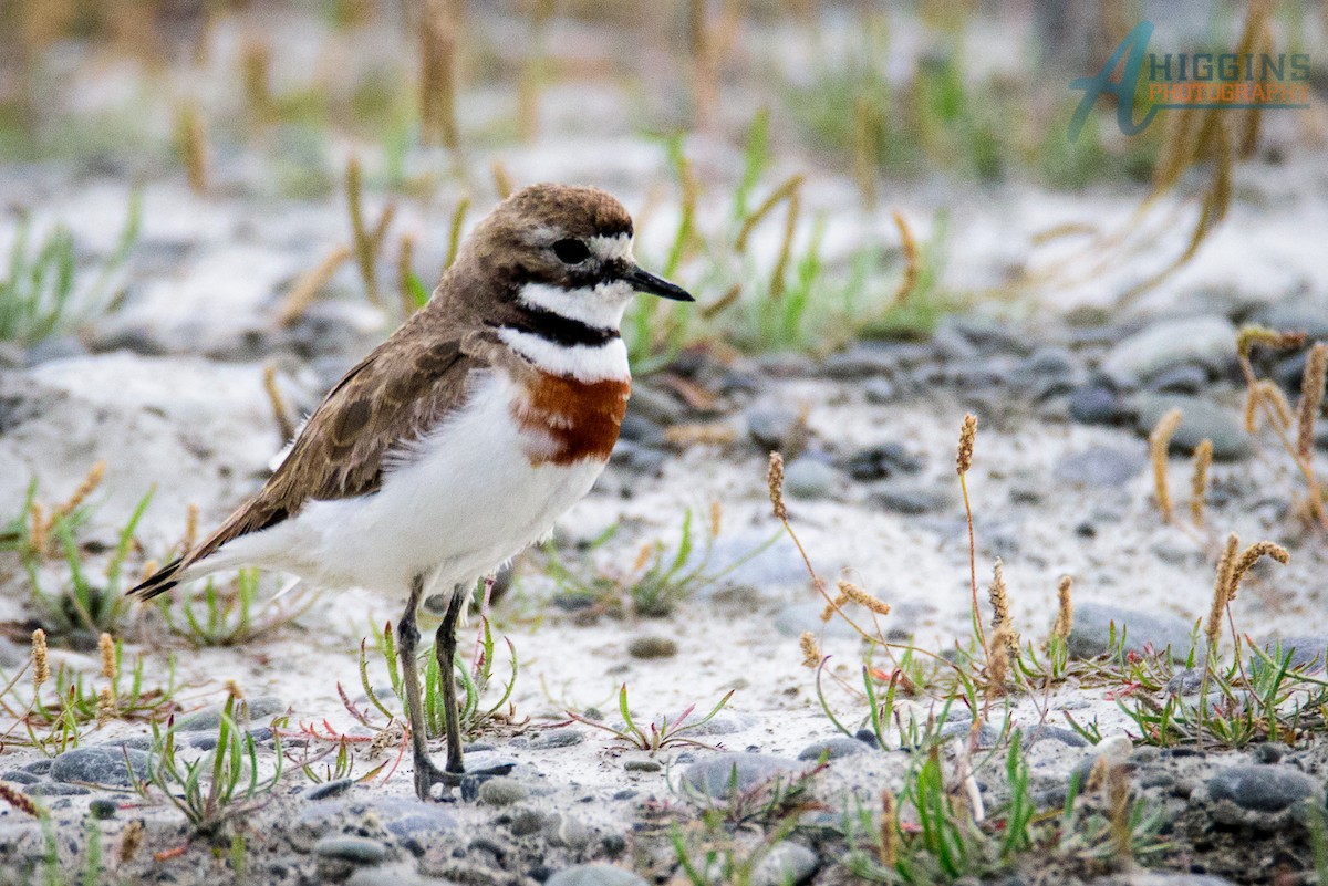 Double-banded Plover - ML61565051
