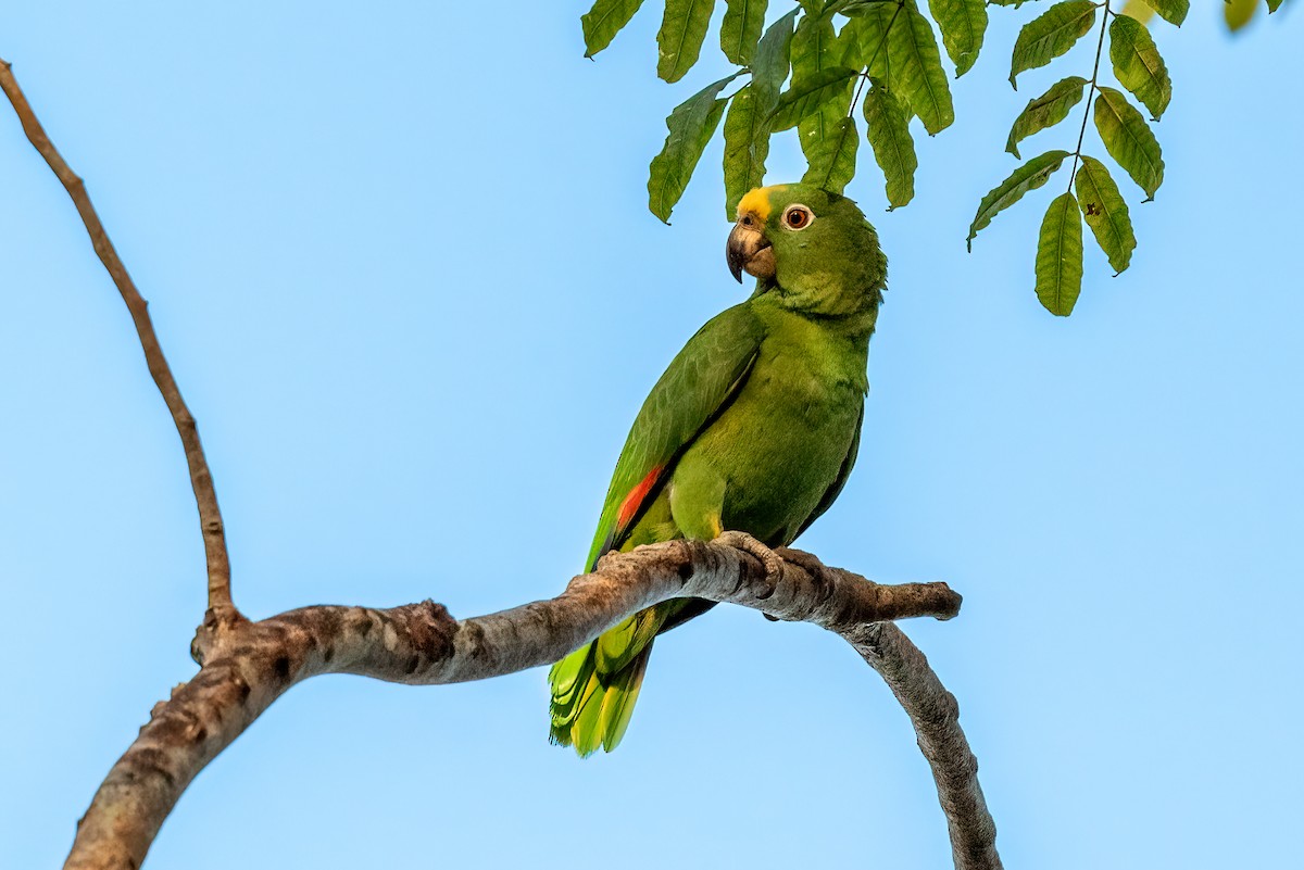 Yellow-crowned Parrot - Kayann Cassidy