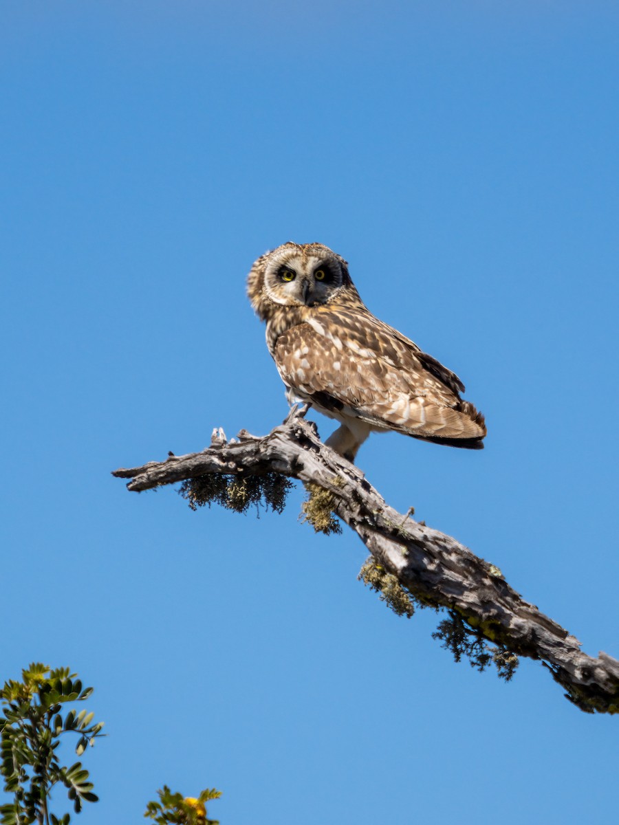 Short-eared Owl - ML615651034