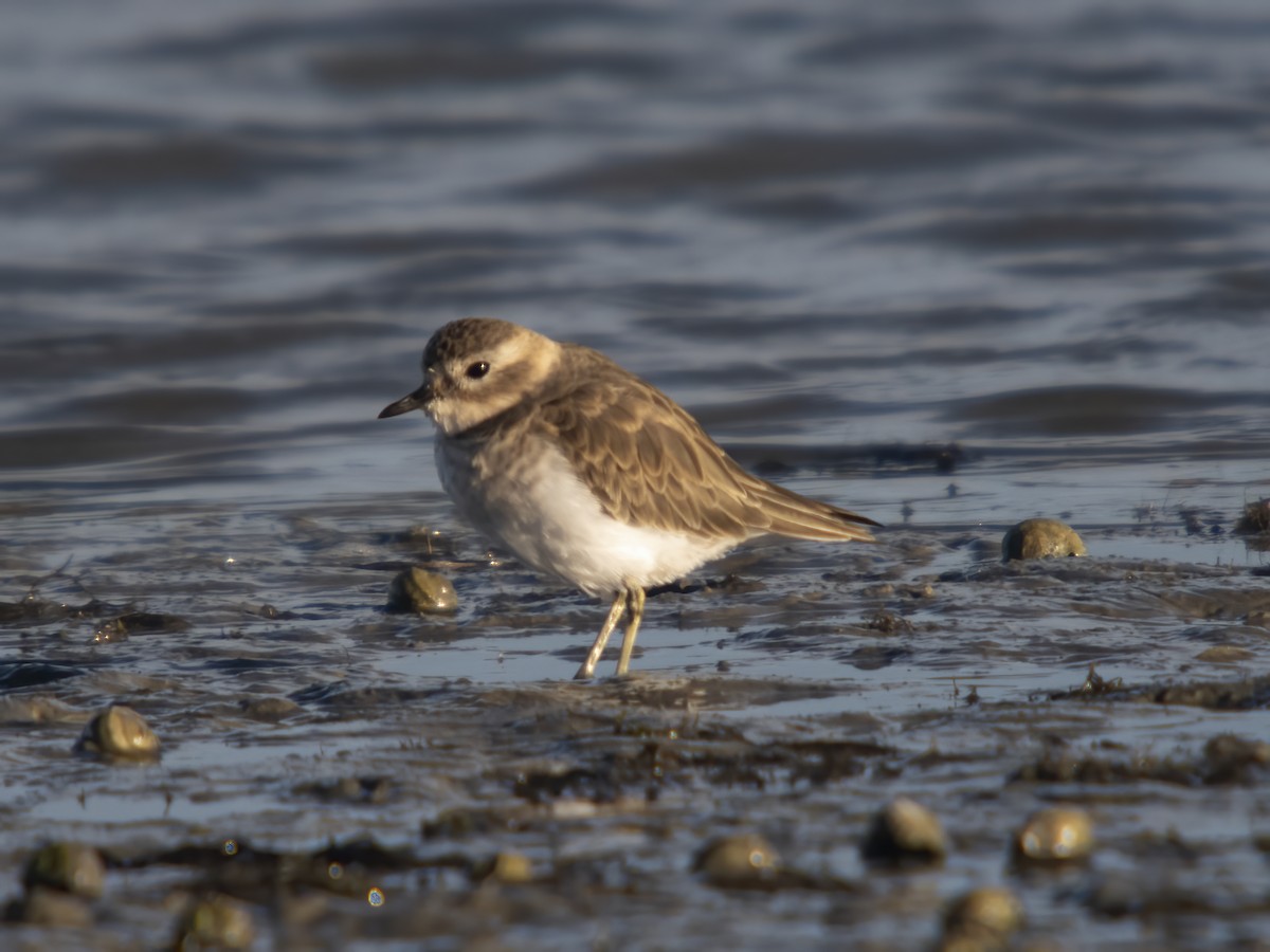 Double-banded Plover - ML615651383
