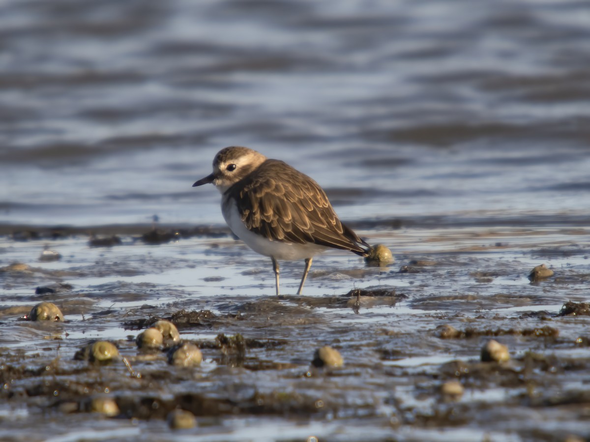 Double-banded Plover - ML615651384