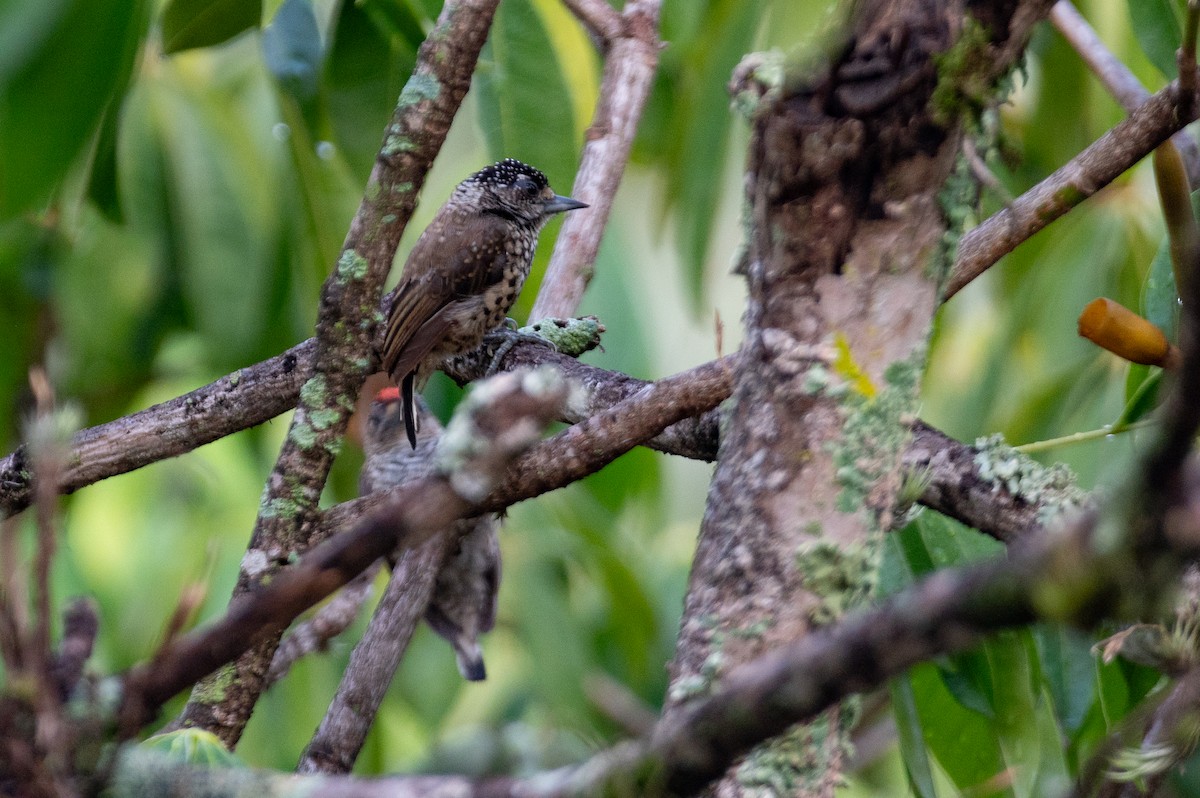 White-barred Piculet - ML615651429