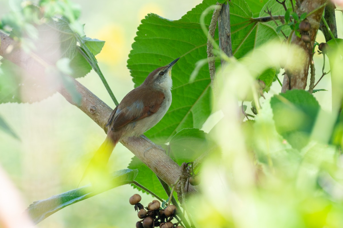 Yellow-chinned Spinetail - ML615651484