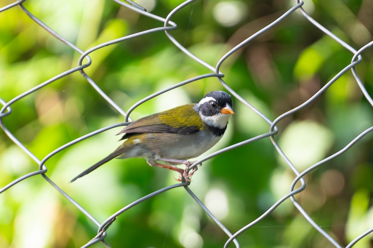 Saffron-billed Sparrow (Saffron-billed) - ML615651524
