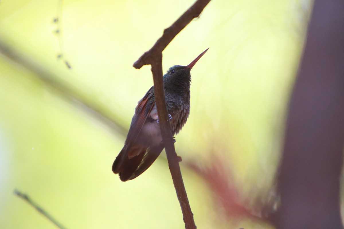 Berylline Hummingbird - ML615651667