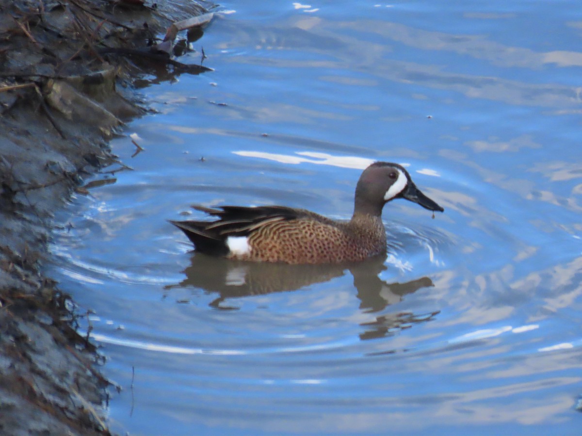 Blue-winged Teal - ML615651723