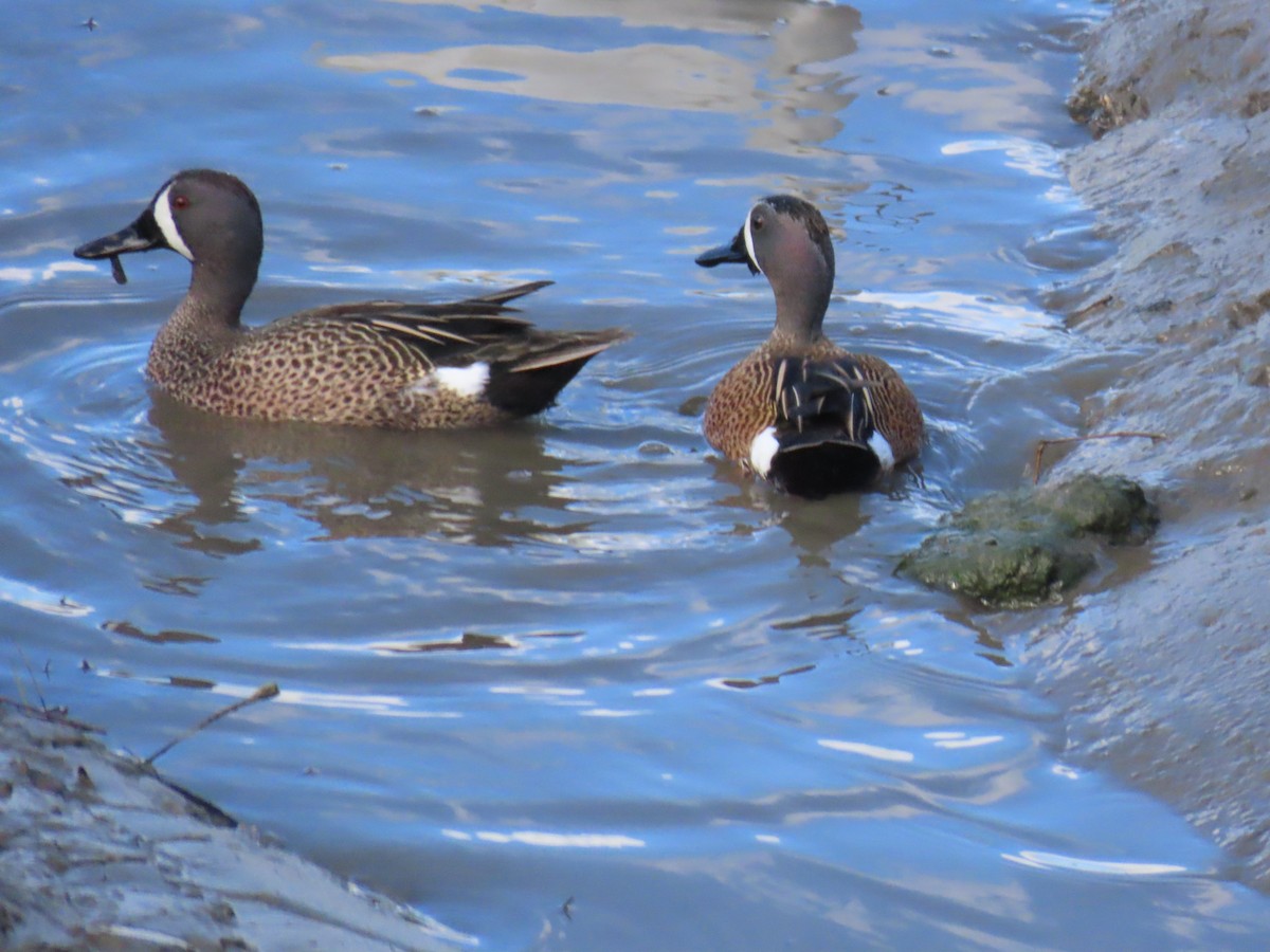 Blue-winged Teal - ML615651738
