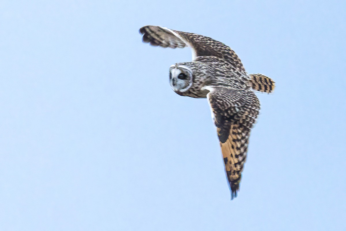 Short-eared Owl - ML615651765