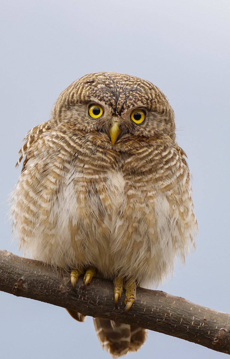 Asian Barred Owlet - ML615651890