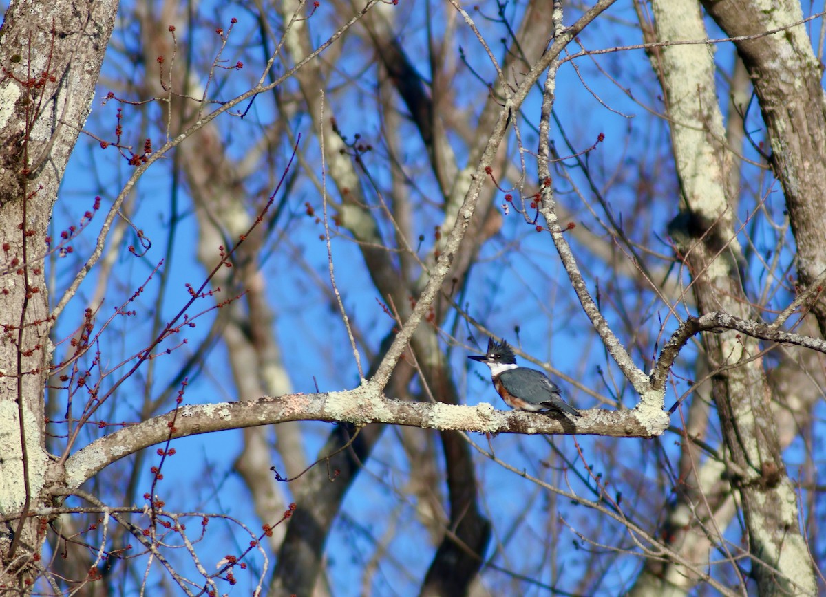 Belted Kingfisher - ML615651936
