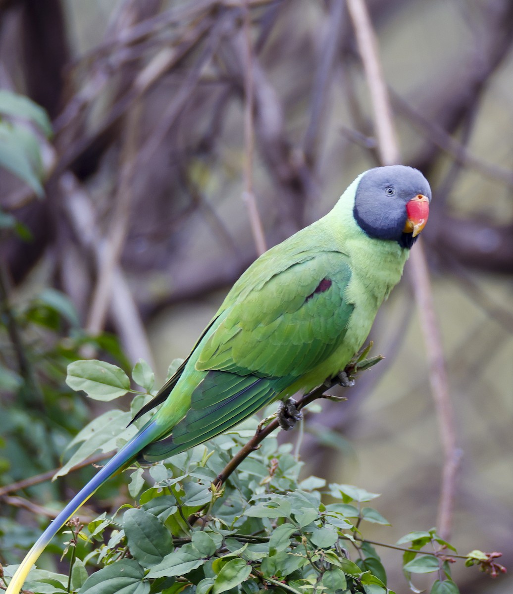 Slaty-headed Parakeet - Sarbjit Randhawa