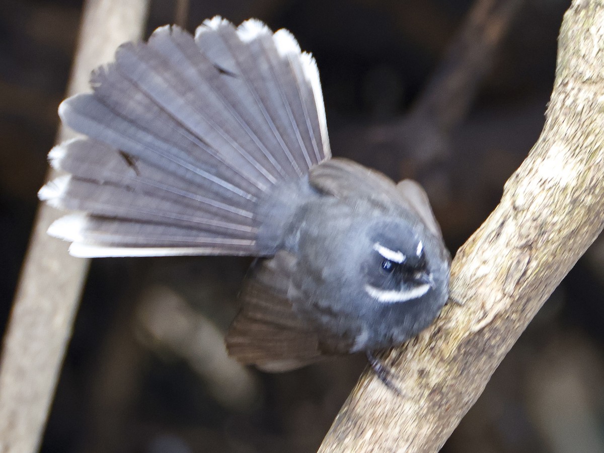 White-throated Fantail - ML615651981