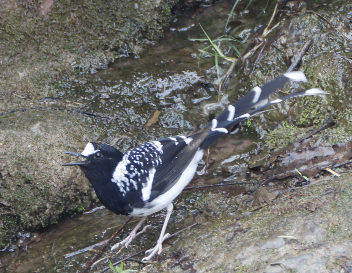 Spotted Forktail - ML615652261