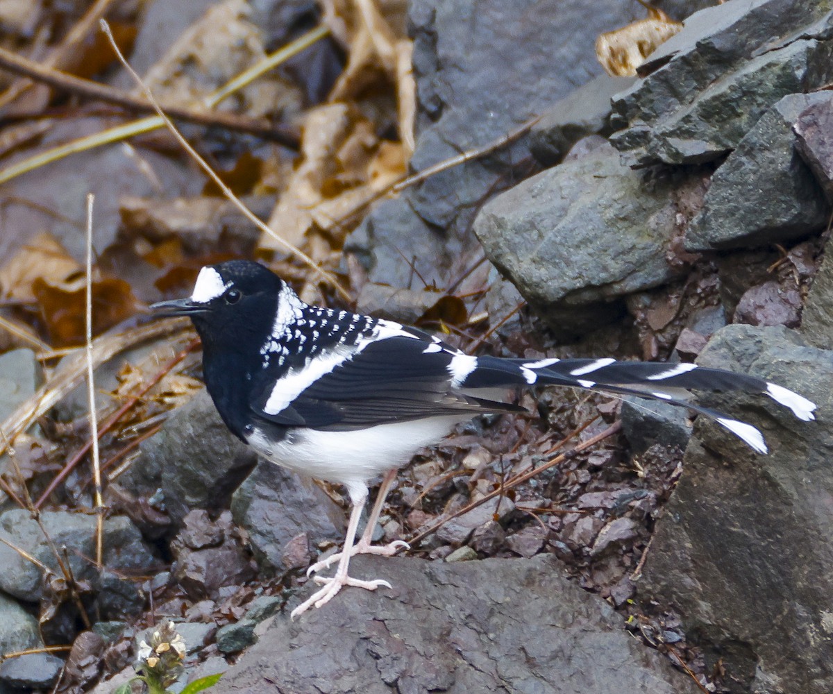 Spotted Forktail - ML615652262