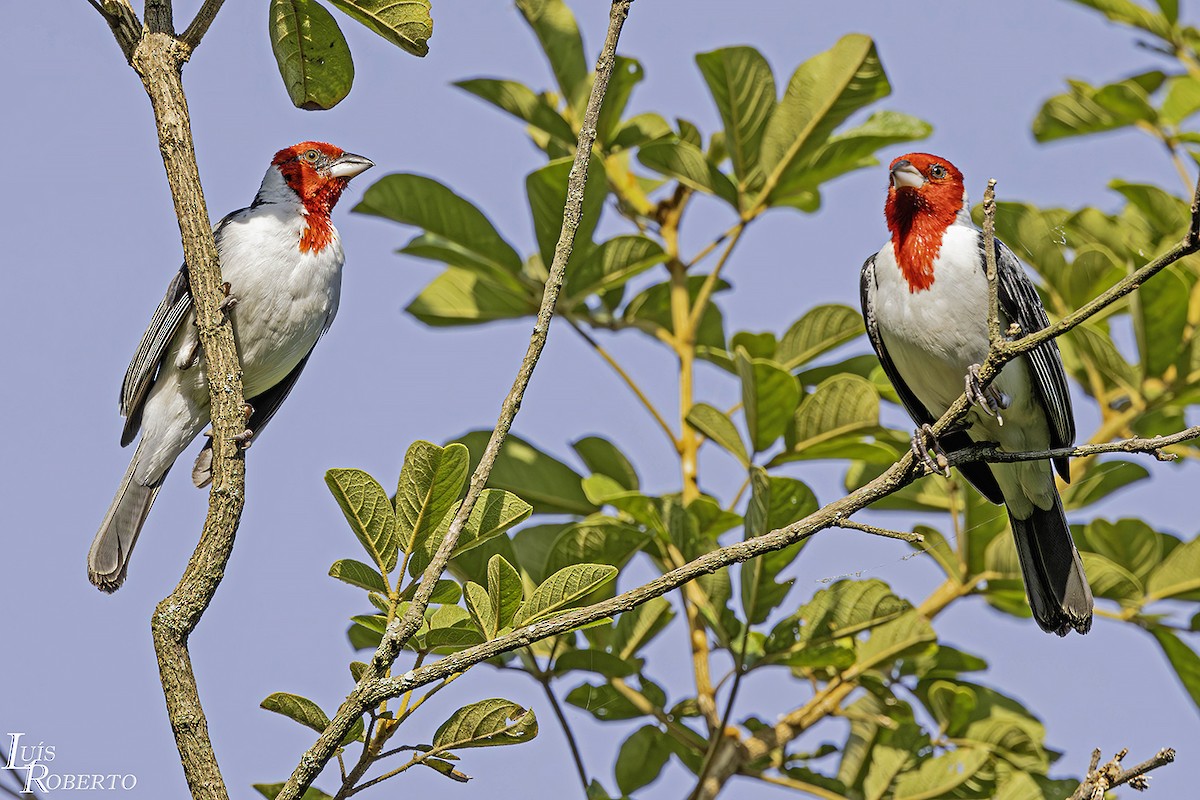 Red-cowled Cardinal - ML615652351