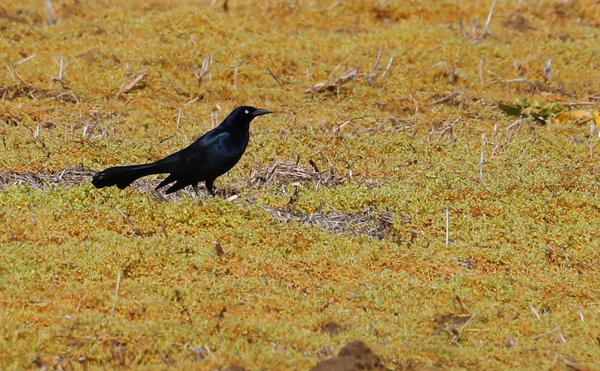 Boat-tailed Grackle - ML615652640