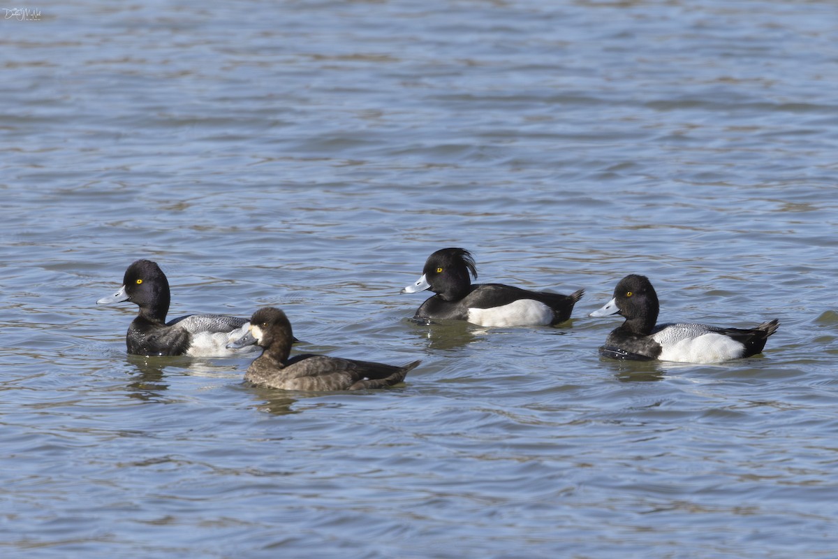 Tufted Duck - ML615652642