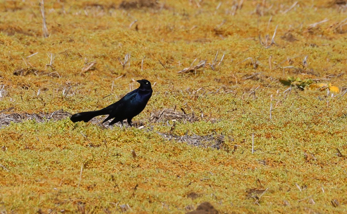 Boat-tailed Grackle - ML615652644