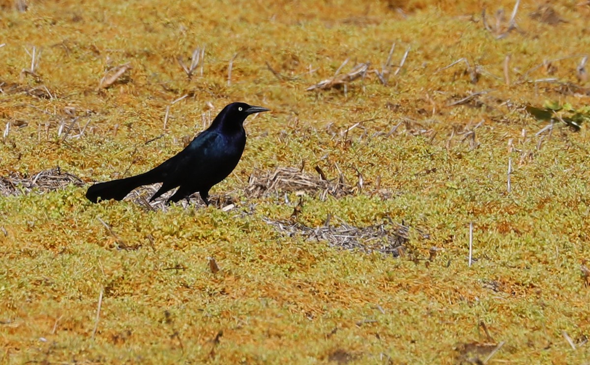 Boat-tailed Grackle - ML615652653