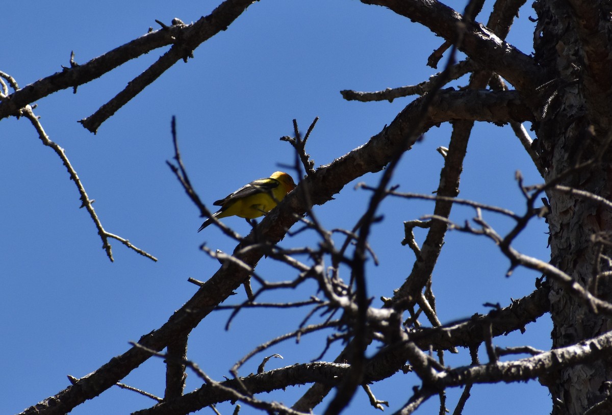 Western Tanager - ML615652664