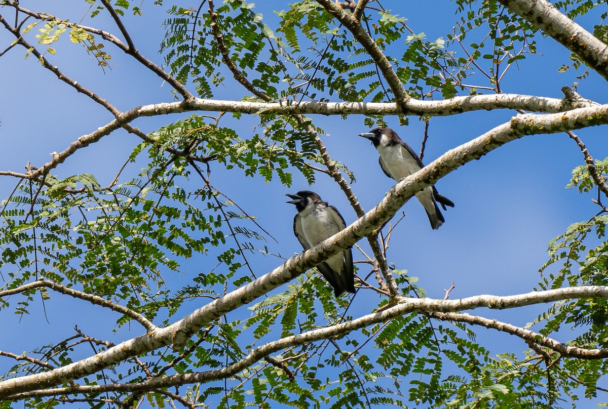 Fiji Woodswallow - ML615652724