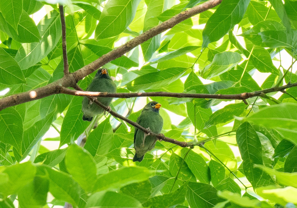 Fiji Papağan İspinozu - ML615652781