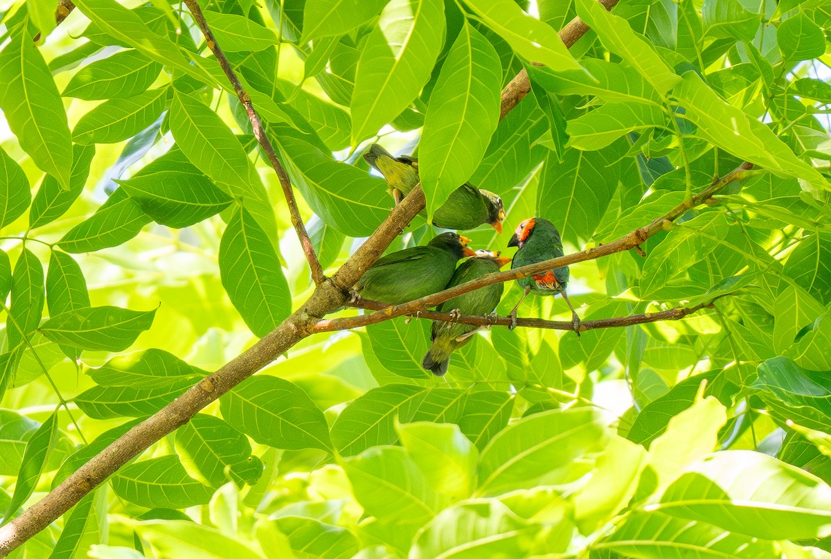 Fiji Papağan İspinozu - ML615652782