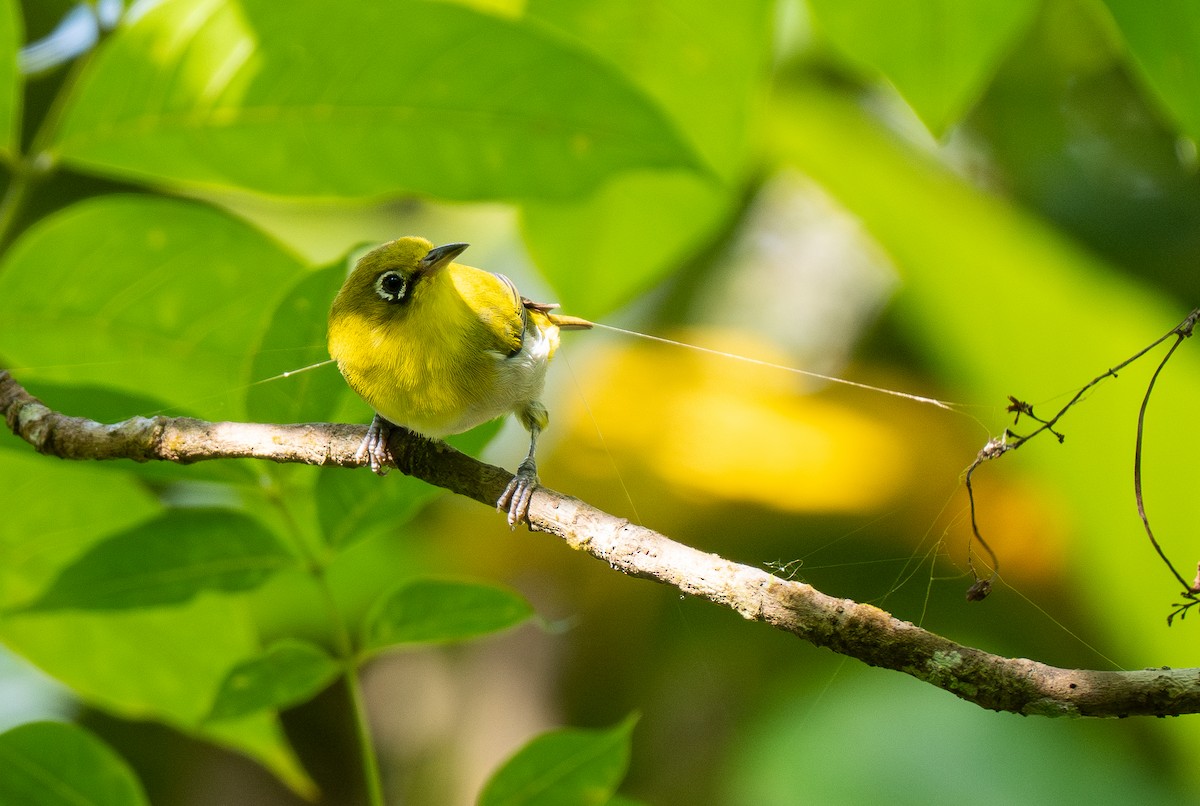 Layard's White-eye - Forest Botial-Jarvis
