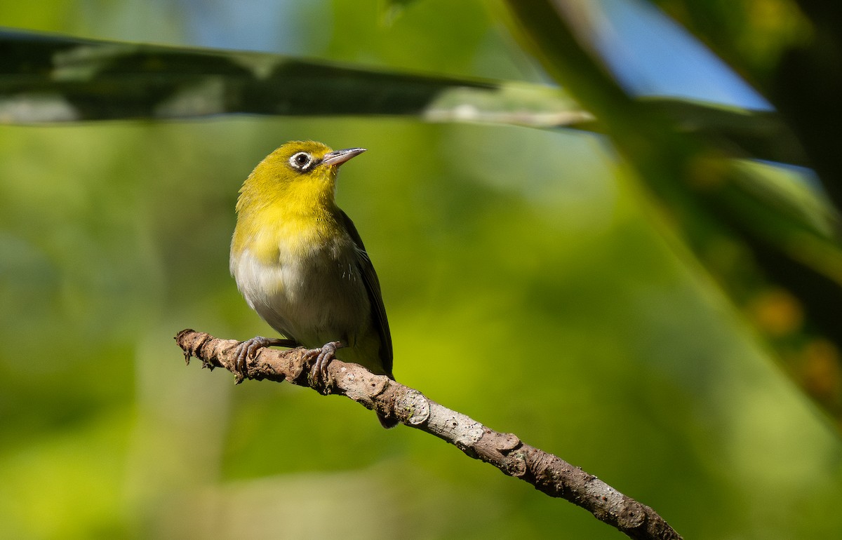 Layard's White-eye - Forest Botial-Jarvis
