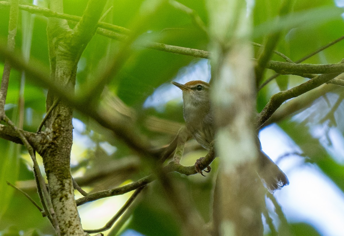 Fiji Bush Warbler - Forest Botial-Jarvis