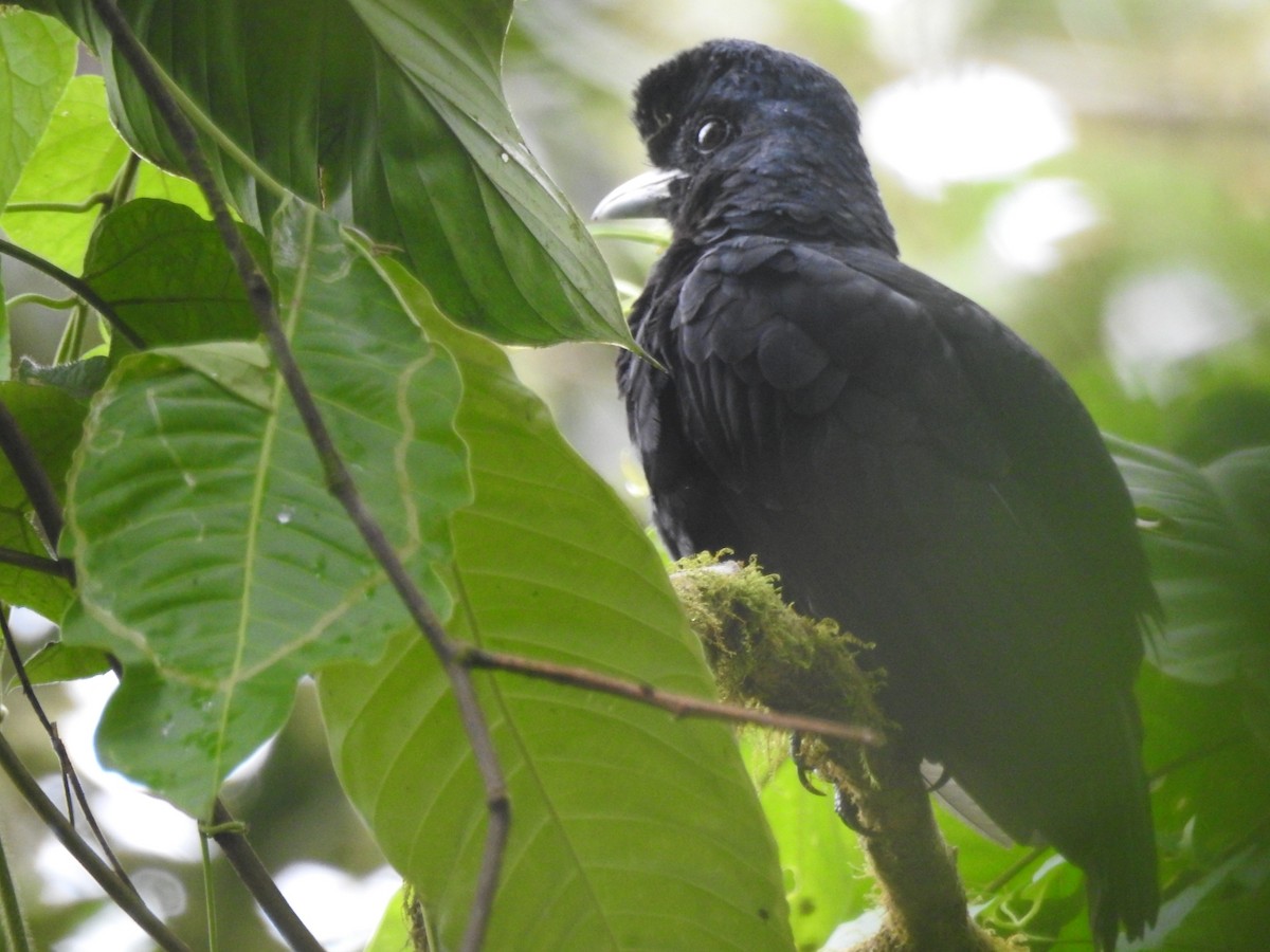 Эквадорская зонтичная птица - ML615652936