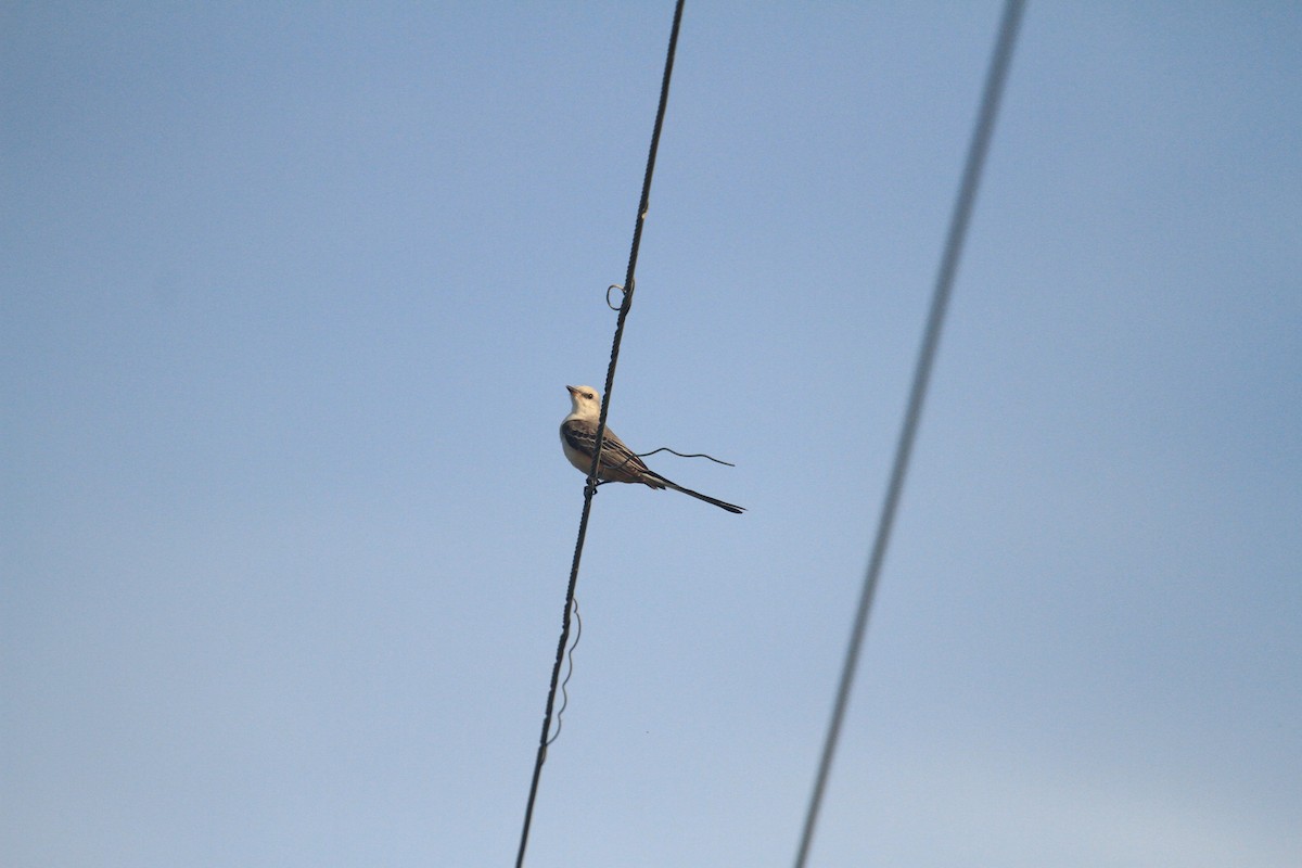 Scissor-tailed Flycatcher - ML615653360