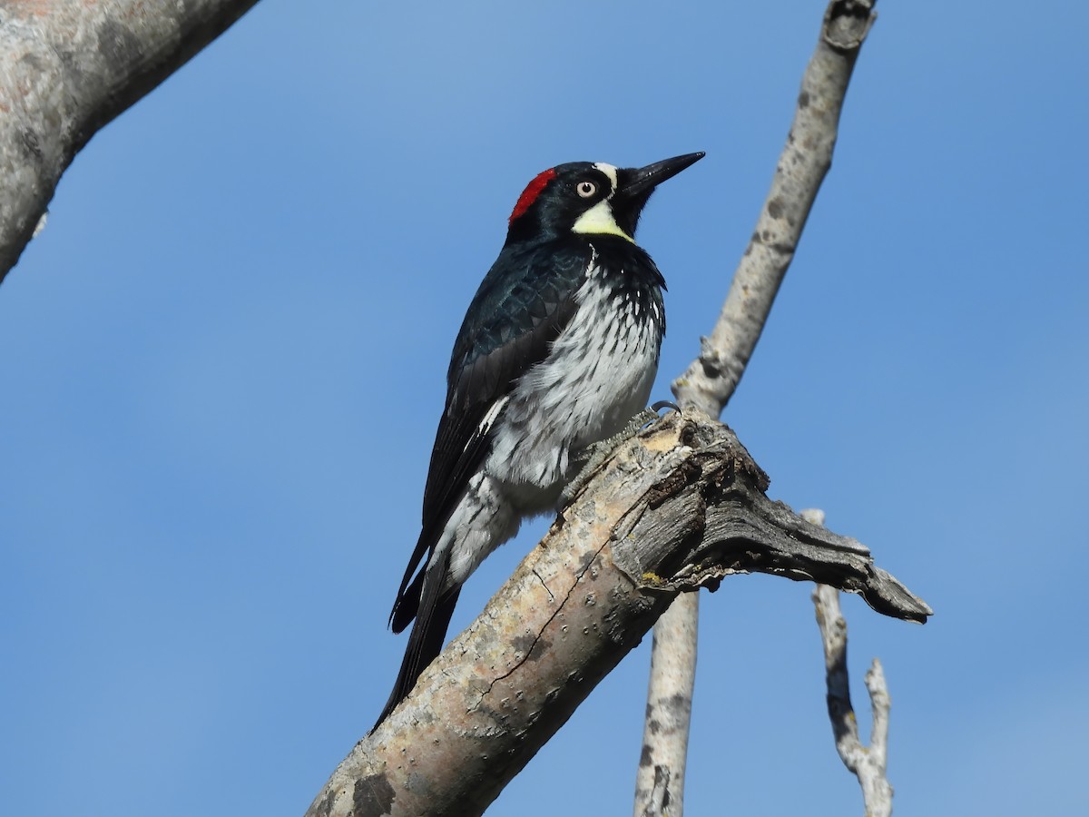Acorn Woodpecker - Zac Denning