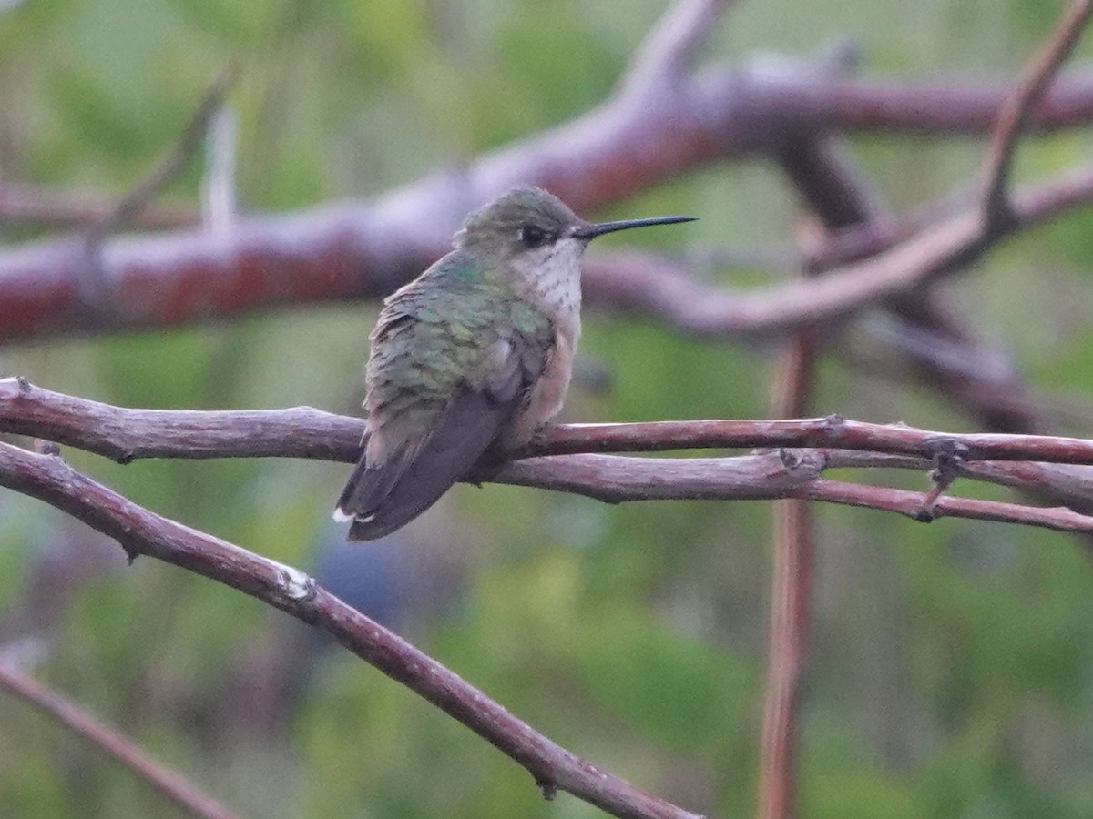 Calliope Hummingbird - ML615653873