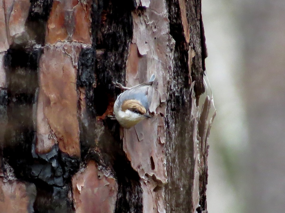 Brown-headed Nuthatch - ML615653877