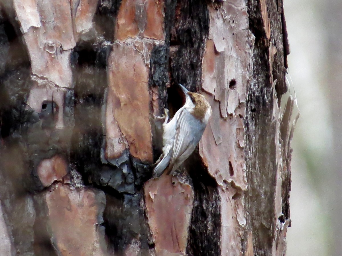 Brown-headed Nuthatch - ML615653878
