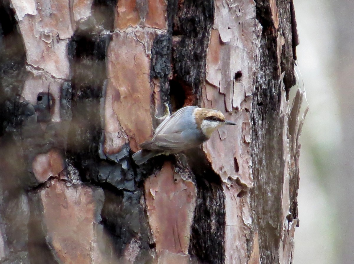 Brown-headed Nuthatch - ML615653879