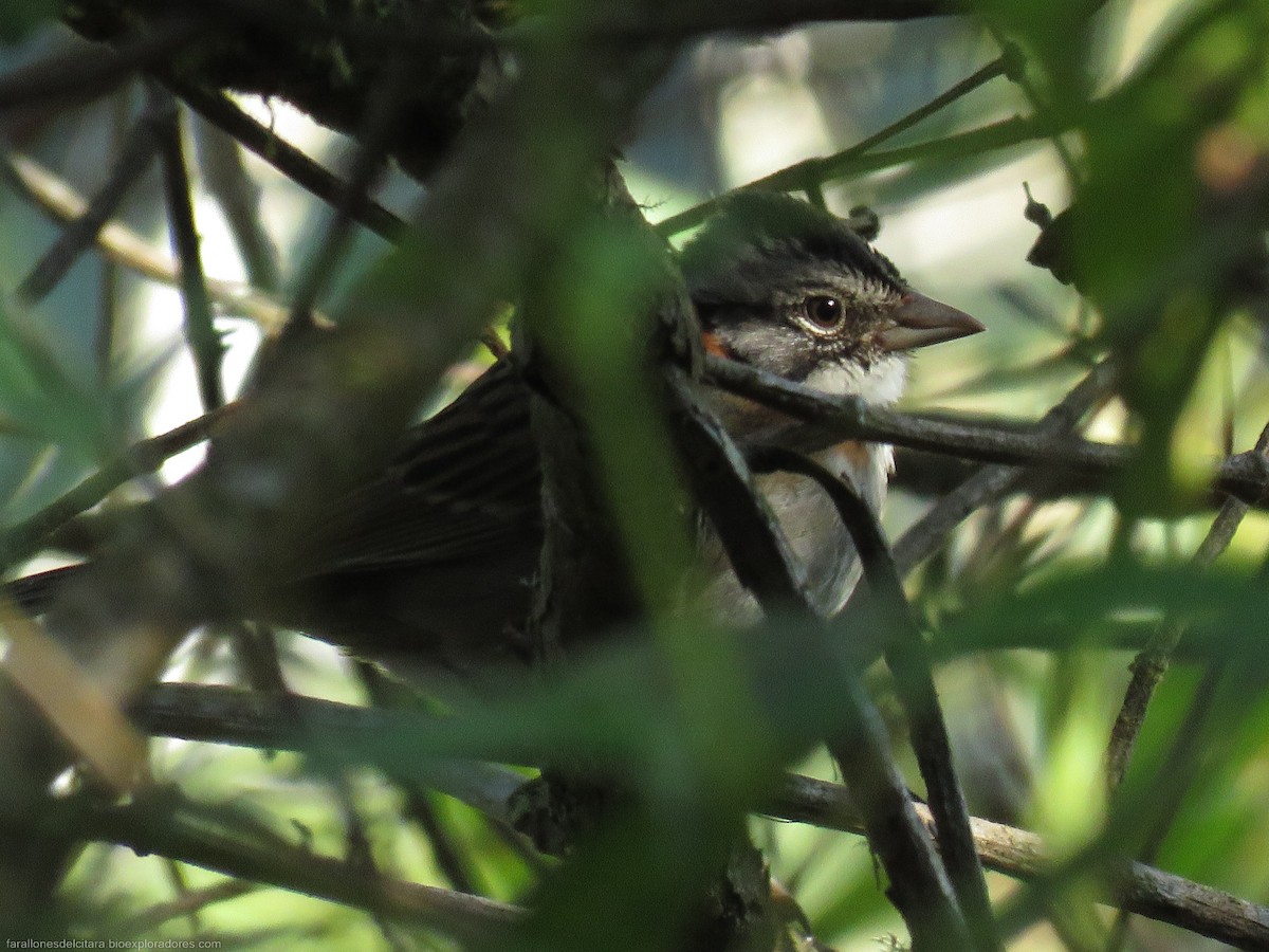 Rufous-collared Sparrow - Sebastián Berrío