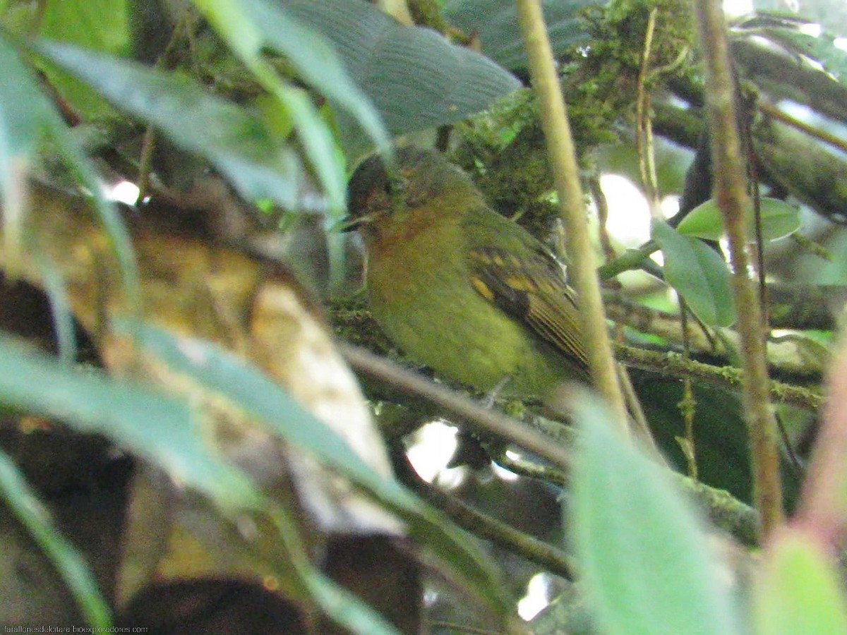 Rufous-breasted Flycatcher - ML615653964