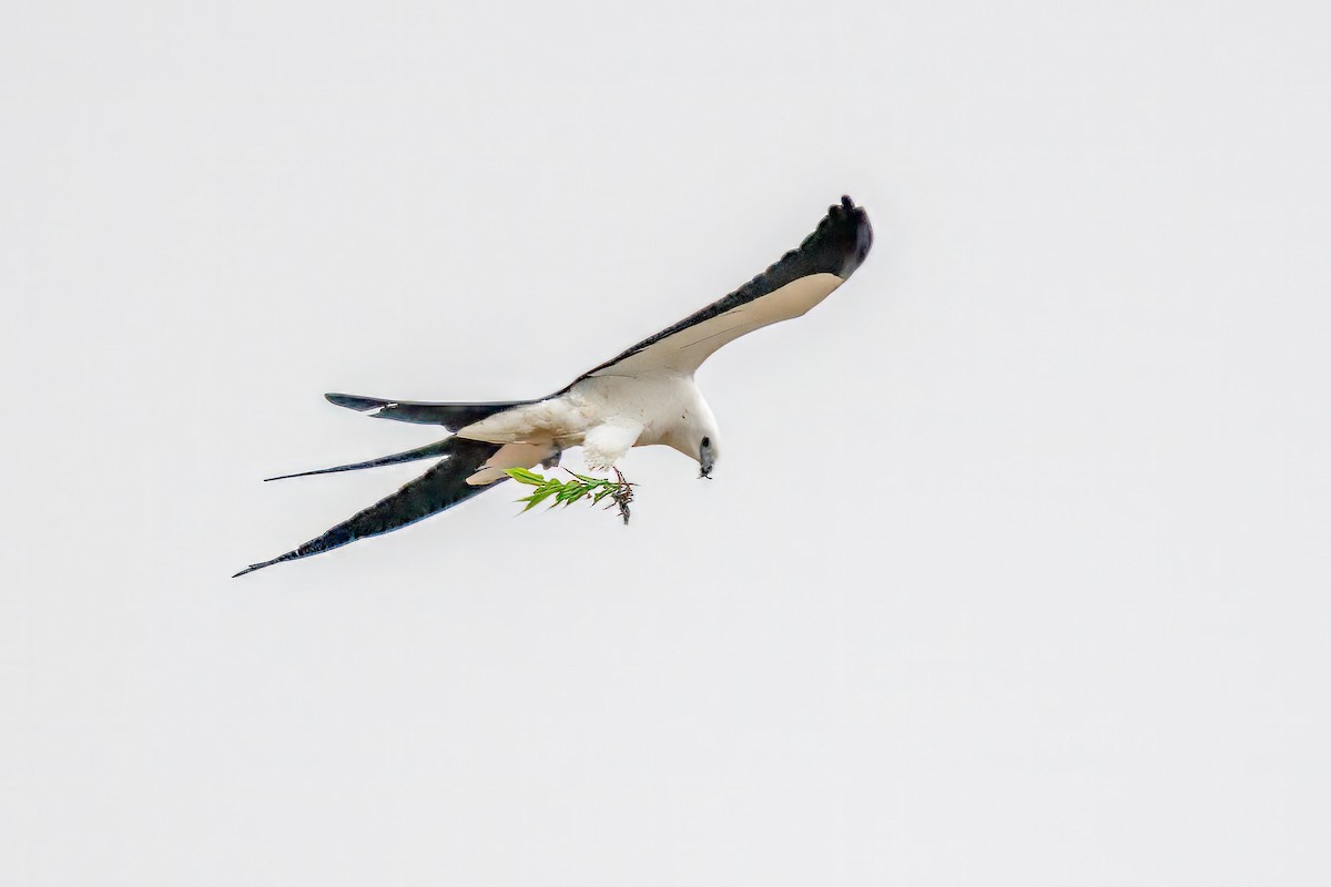 Swallow-tailed Kite - ML615654267