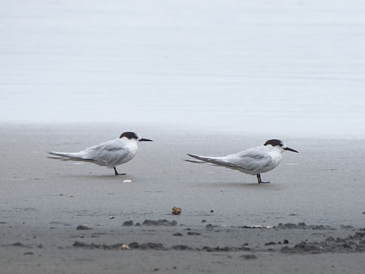 White-fronted Tern - ML615654341