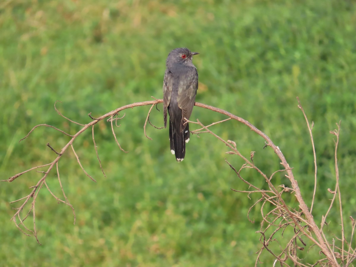 Gray-bellied Cuckoo - Manjula Desai