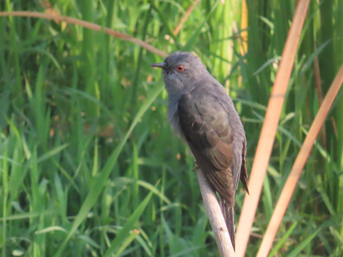 Gray-bellied Cuckoo - ML615654391