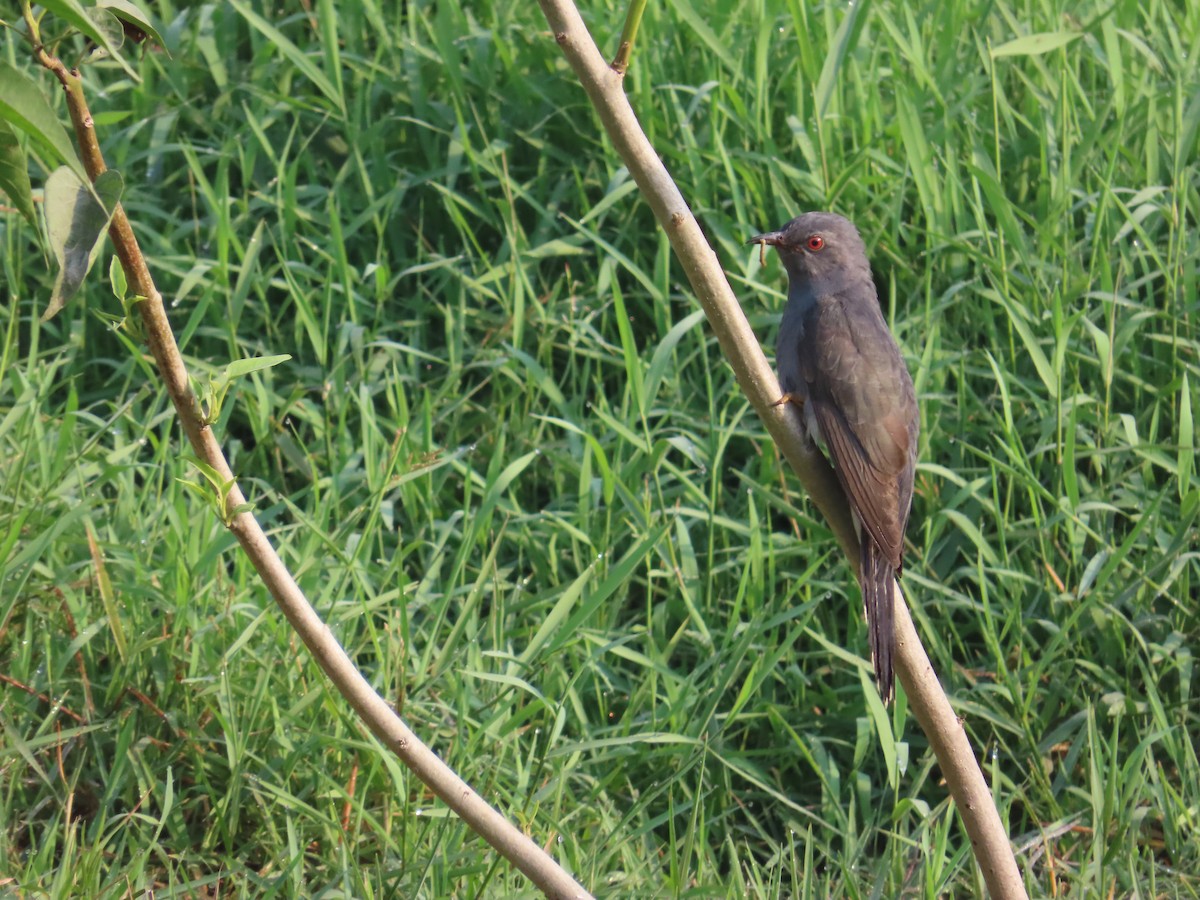 Gray-bellied Cuckoo - Manjula Desai