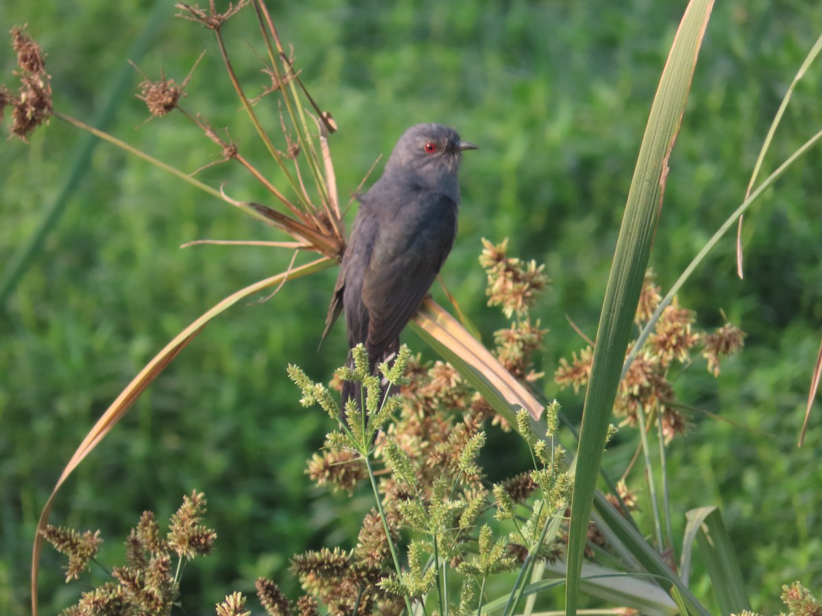 Gray-bellied Cuckoo - ML615654396