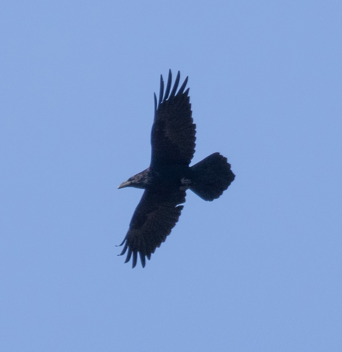 Common Raven - ML615654411