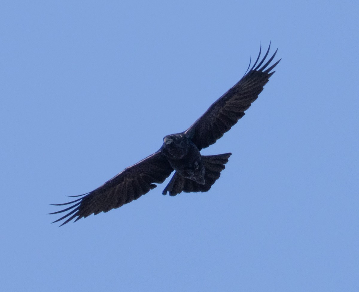 Common Raven - ML615654415
