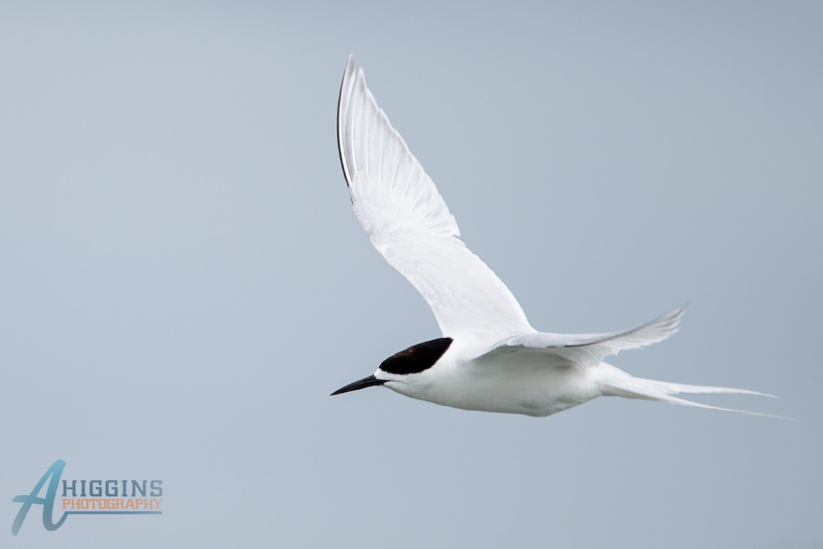 White-fronted Tern - ML61565461