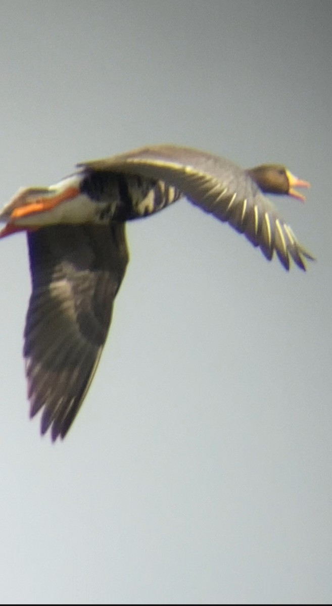 Greater White-fronted Goose - Bill Howe